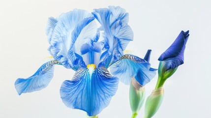 Vibrant Blue Iris Flower with Lush Green Stem Close-up in Nature's Beauty