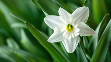 Fototapeta premium Vibrant White Daffodil Blossom with Lush Green Leaves in Close-up Detail