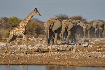 Herd of african elephant (Loxodonta africana) approaching a waterhole in Etosha National Park in Namibia. Giraffe (Giraffa camelopardalis) in the foreground.