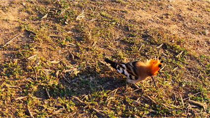 Pájaro marrón con cresta