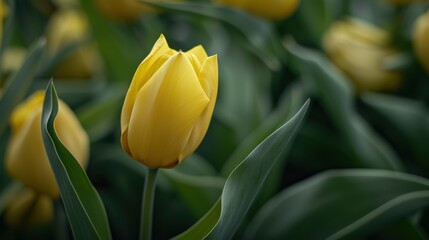 Obraz premium Vivid Yellow Tulip Blooming Up Close with Lush Green Leaves - Botanical Spring Beauty Concept