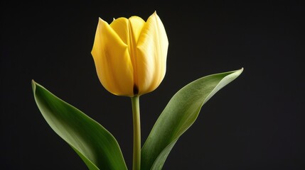 Naklejka premium Vibrant Close-up of a Yellow Tulip Blossom with Lush Green Leaves in Natural Light
