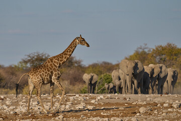 Herd of african elephant (Loxodonta africana) approaching a waterhole in Etosha National Park in...