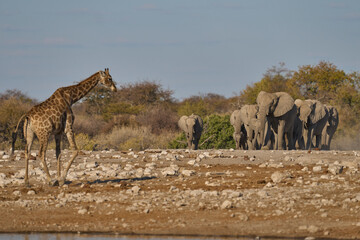 Herd of african elephant (Loxodonta africana) approaching a waterhole in Etosha National Park in...