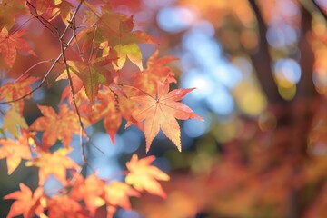Brilliant autumn leaves featured against a dreamy bokeh background, capturing the essence of fall foliage beauty.