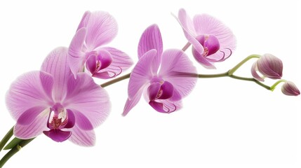 Obraz premium Vibrant Close-Up of a Purple Orchid Flower with Green Stem in Natural Light