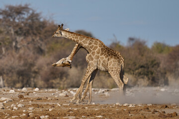 Giraffe (Giraffa camelopardalis) with necks intertwined fighting at a waterhole in Etosha National Park, Namibia