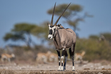 Gemsbok (Oryx gazella) at a waterhole in Onguma Nature Reserve bordering Etosha National Park, Namibia.