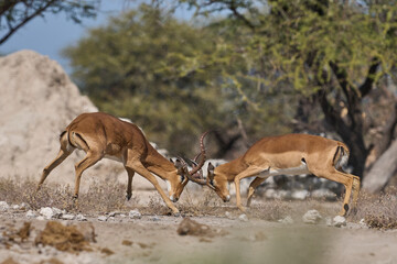 Male Impala (Aepyceros melampus) fighting during the annual rut in Onguma Nature Reserve bordering Etosha National Park, Namibia.