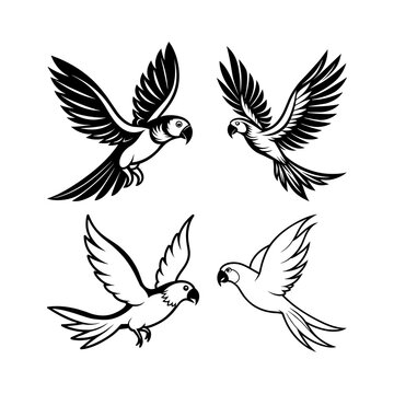set of parrot bird illustration 