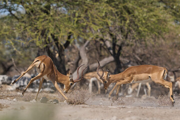 Male Impala (Aepyceros melampus) fighting during the annual rut in Onguma Nature Reserve bordering Etosha National Park, Namibia.