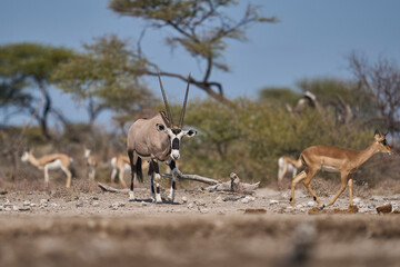 Gemsbok (Oryx gazella) at a waterhole in Onguma Nature Reserve bordering Etosha National Park,...