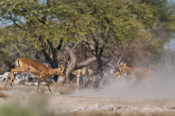 Male Impala (Aepyceros melampus) fighting during the annual rut in Onguma Nature Reserve bordering...