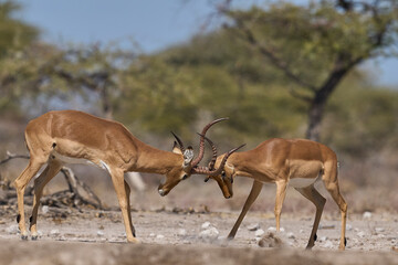 Male Impala (Aepyceros melampus) fighting during the annual rut in Onguma Nature Reserve bordering...