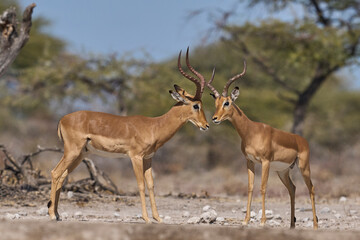 Male Impala (Aepyceros melampus) fighting during the annual rut in Onguma Nature Reserve bordering Etosha National Park, Namibia.