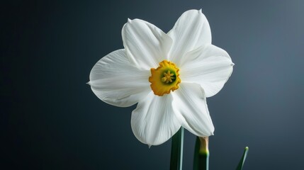 Obraz premium Delicate White Daffodil Blossom with Green Stem in Close-up View