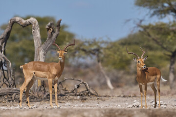 Male Impala (Aepyceros melampus) fighting during the annual rut in Onguma Nature Reserve bordering Etosha National Park, Namibia.