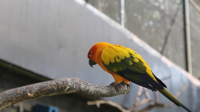 Several sun conure birds perched on tree trunks in the Eco Green Park Batu educational zoo aviary