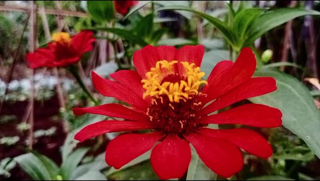 Zinnia ratna. Red flower from zinnia, that moved by the wind
