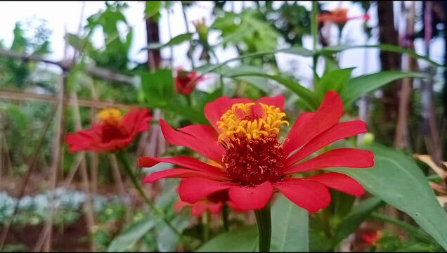 Zinnia ratna. Red flower from zinnia, that moved by the wind