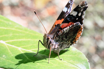Un beau papillon pose sur une feuille