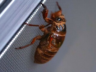 網戸を登る羽化直前のセミ（クマゼミ）