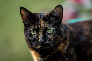 turtle color cat in the garden being happy calico