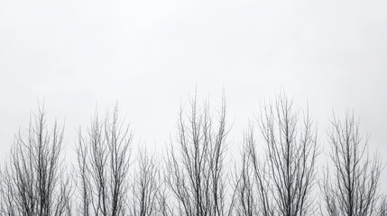 Fototapeta premium A minimalist black-and-white image of a tree line, with the bare branches creating intricate patterns against a cloudy sky.