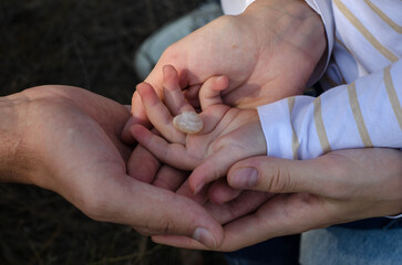 of the family's hands. 