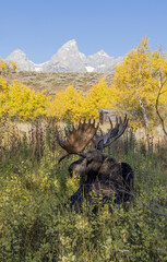 Bull Moose in Autumn in Grand Teton National Park Wyoming
