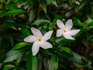 Fresh jasmine flowers surrounded by green leaves.