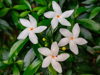 Fresh jasmine flowers surrounded by green leaves.