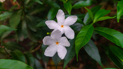 Fresh jasmine flowers surrounded by green leaves.