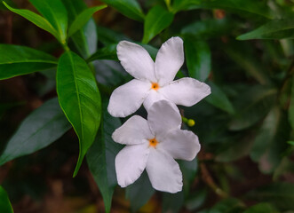 Fototapeta premium Fresh jasmine flowers surrounded by green leaves.