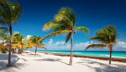 Obraz premium palm trees on the beach