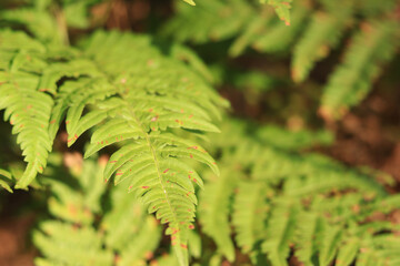 Fern leaves with brown spots. Ferns in the forest in summer, close-up. Vegetation. Natural background