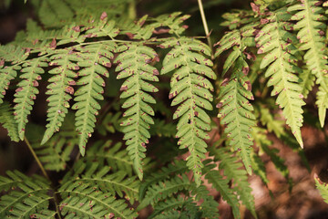 Fern leaves with brown spots. Ferns in the forest in summer, close-up. Vegetation. Natural background