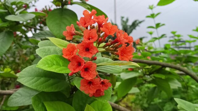 Orange Cordia sebestena flowers bloom in dense green foliage