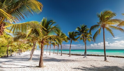 palm trees on the beach