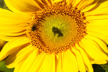 beautiful Sonnflower beetween wildflowers in the sun, with bee