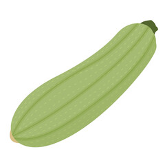 Zucchini or Courgette Vegetable Isolated on White Background