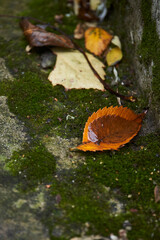                                Colorful autumn leaves resting on mossy stones in a tranquil garden setting during the fall season