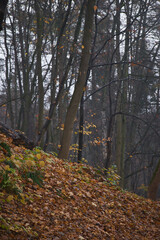 A tranquil autumn landscape showcasing fallen leaves and towering trees on a misty day in the forest