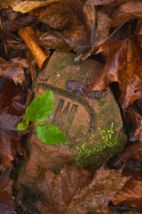 A moss-covered stone peeking through autumn leaves in a forested area