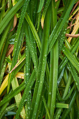 Freshly cut green grass glistening with morning dew in a garden setting during early summer