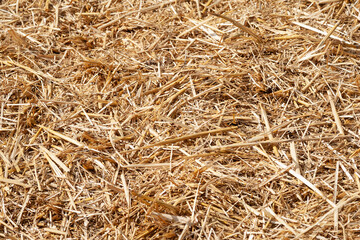 Hay texture. Close-up of a pile of golden yellow hay. Straw for background. Hay is tightly bound into a bale