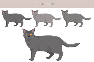 Chartreux Cat clipart. All coat colors set.  All cat breeds characteristics infographic. Vector illustration