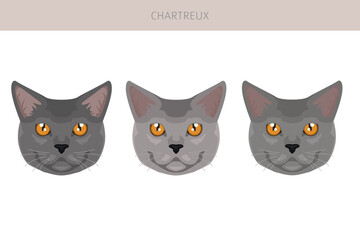 Chartreux Cat clipart. All coat colors set.  All cat breeds characteristics infographic. Vector illustration