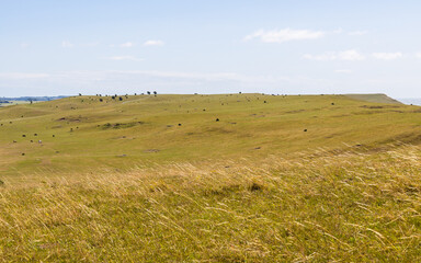 Typical meadow landscape in southern Sweden during summer. Farmland at Skolbacken near Trelleborg.