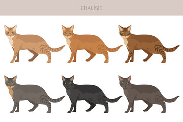 Chausie Cat clipart. All coat colors set.  All cat breeds characteristics infographic. Vector illustration